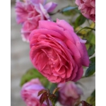 Cyclamen Pierre de Ronsard / Цикламен П’єр де Ронсар
